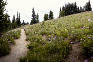 Proposal and engagement session at Mount Rainier National Park, Washington.
